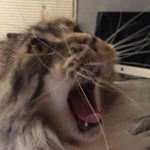 Meet your Posher, Elise